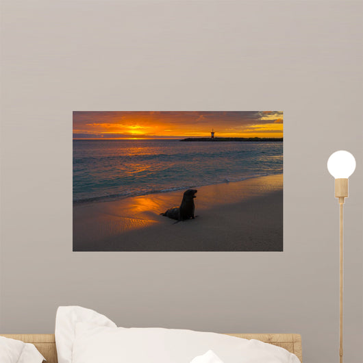 Baby Fur Seal Punta Wall Decal