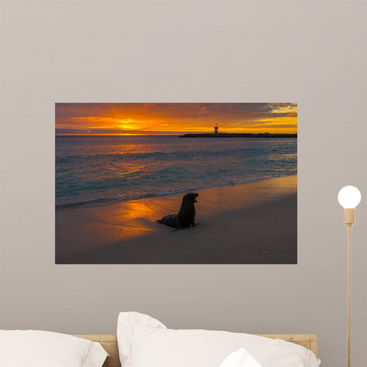 Baby Fur Seal Punta Wall Decal