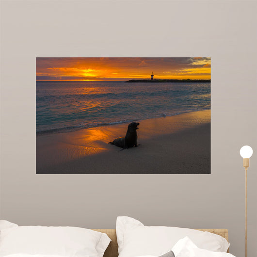 Baby Fur Seal Punta Wall Decal