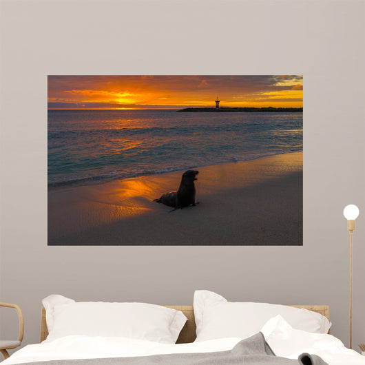Baby Fur Seal Punta Wall Decal