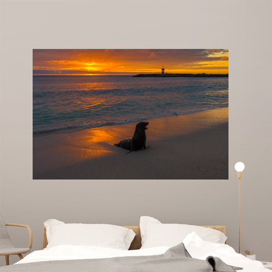 Baby Fur Seal Punta Wall Decal