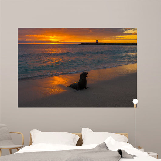 Baby Fur Seal Punta Wall Decal
