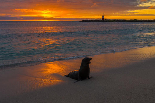 Baby Fur Seal Punta Wall Decal