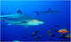 Slivertip Shark Wall Decal Design 1