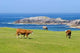 Cows Graze Field Wall Decal