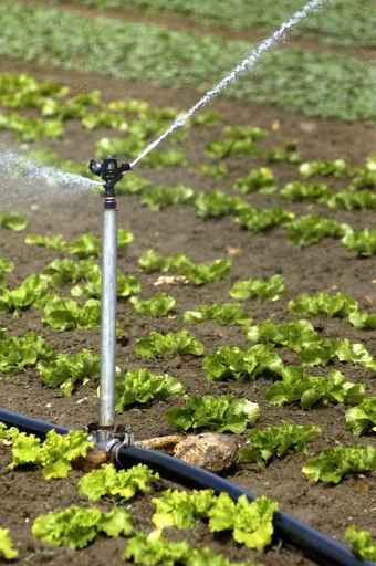 Watering Field Wall Decal