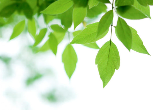 Green Leaves over Wall Decal