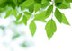 Green Leaves over Wall Decal