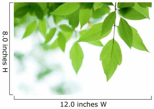 Green Leaves over Wall Decal