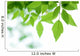 Green Leaves over Wall Decal