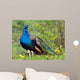 Peacock Wall Decal