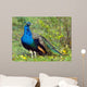Peacock Wall Decal