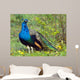 Peacock Wall Decal