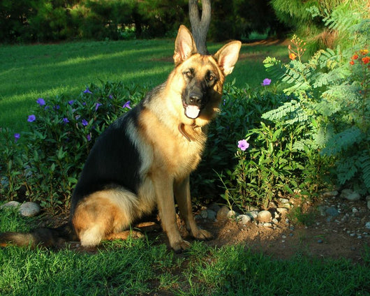 German Shepherd Sunshine Wall Decal