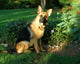 German Shepherd Sunshine Wall Decal
