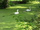 Swans Wall Decal