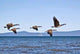 Geese Tahoe Wall Decal