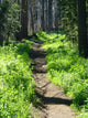 Trail through Woods Wall Decal