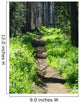Trail through Woods Wall Decal