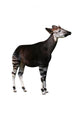 Okapi Wall Decal