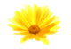 Yellow Gerbera Flower Wall Decal