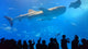 Okinawa Aquarium Wall Decal