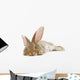 Rabbit Wall Decal Design 2
