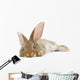 Rabbit Wall Decal Design 2