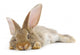 Rabbit Wall Decal Design 2