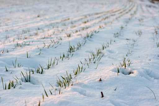 Agricultural Field Covered Snow Wall Decal