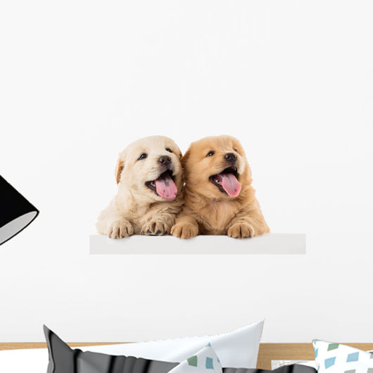 Fluffy Chow-chow Puppy Wall Decal