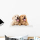 Fluffy Chow-chow Puppy Wall Decal