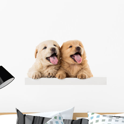 Fluffy Chow-chow Puppy Wall Decal