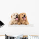 Fluffy Chow-chow Puppy Wall Decal