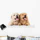 Fluffy Chow-chow Puppy Wall Decal