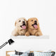 Fluffy Chow-chow Puppy Wall Decal