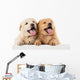 Fluffy Chow-chow Puppy Wall Decal