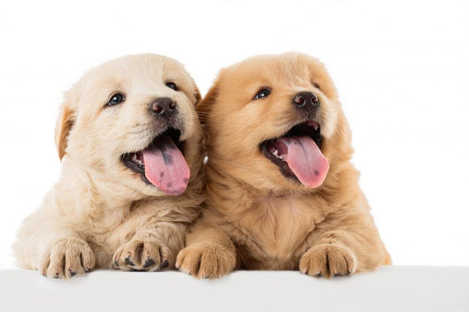 Fluffy Chow-chow Puppy Wall Decal