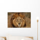 Close-up Big Male Lion Wall Decal