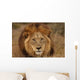 Close-up Big Male Lion Wall Decal