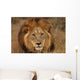 Close-up Big Male Lion Wall Decal