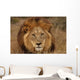 Close-up Big Male Lion Wall Decal