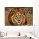 Close-up Big Male Lion Wall Decal