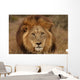 Close-up Big Male Lion Wall Decal