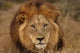 Close-up Big Male Lion Wall Decal