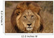 Close-up Big Male Lion Wall Decal