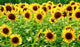 Sunflowers Wall Decal