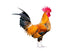Chicken Bantam Crowing Rooster Wall Decal