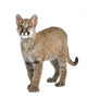 Puma Cub Front White Wall Decal