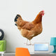 Chicken Wall Decal